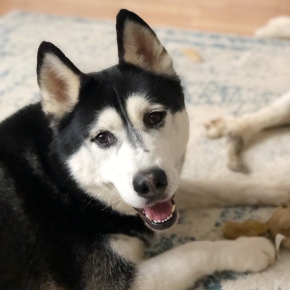 Meet your Posher, Susie - Picture 9 of 11